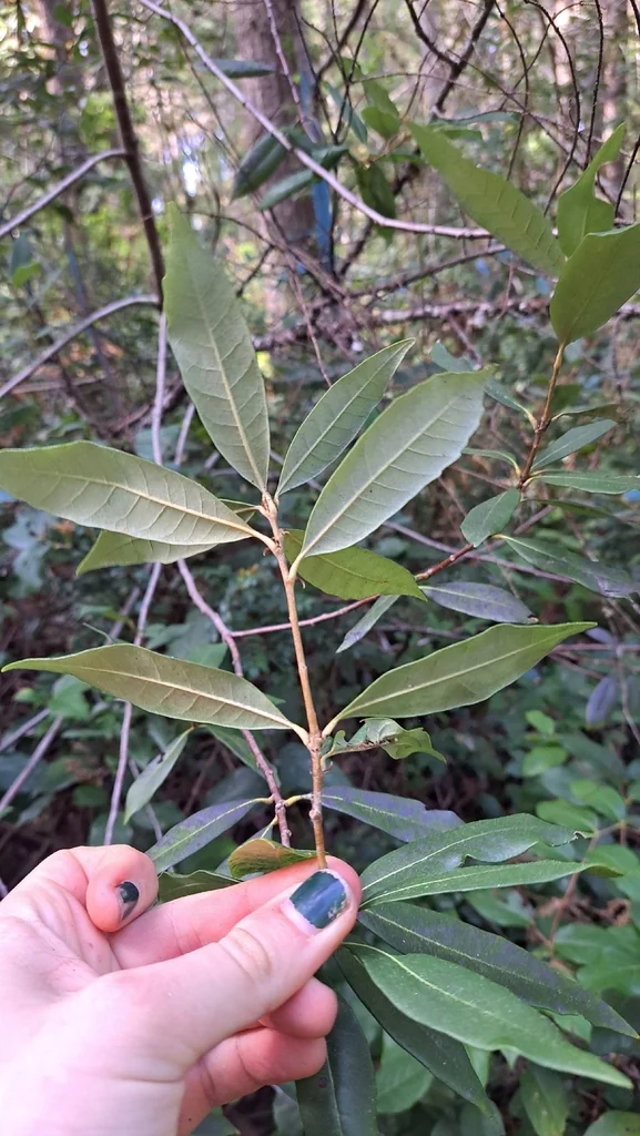 Chrysolepis Chrysophylla
