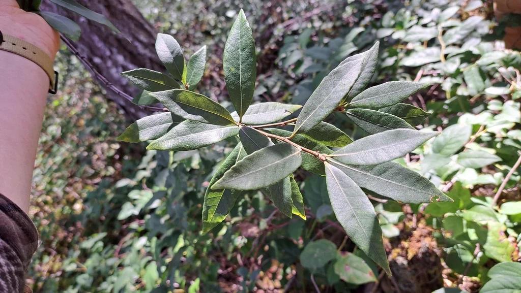 Chrysolepis Chrysophylla