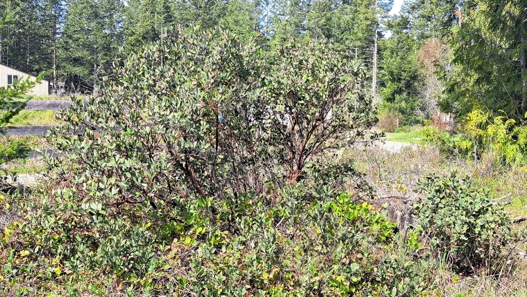 Arctostaphylos Columbiana