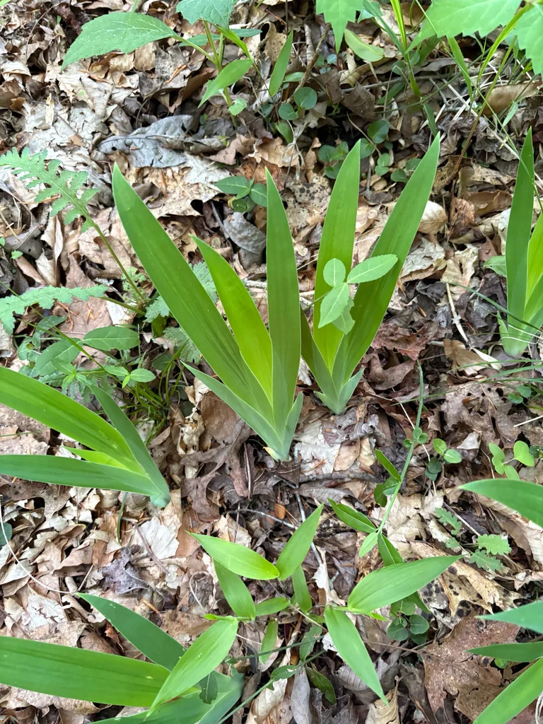 Iris Cristata