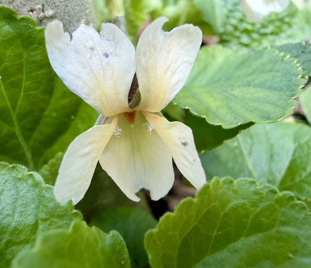 Viola Odorata