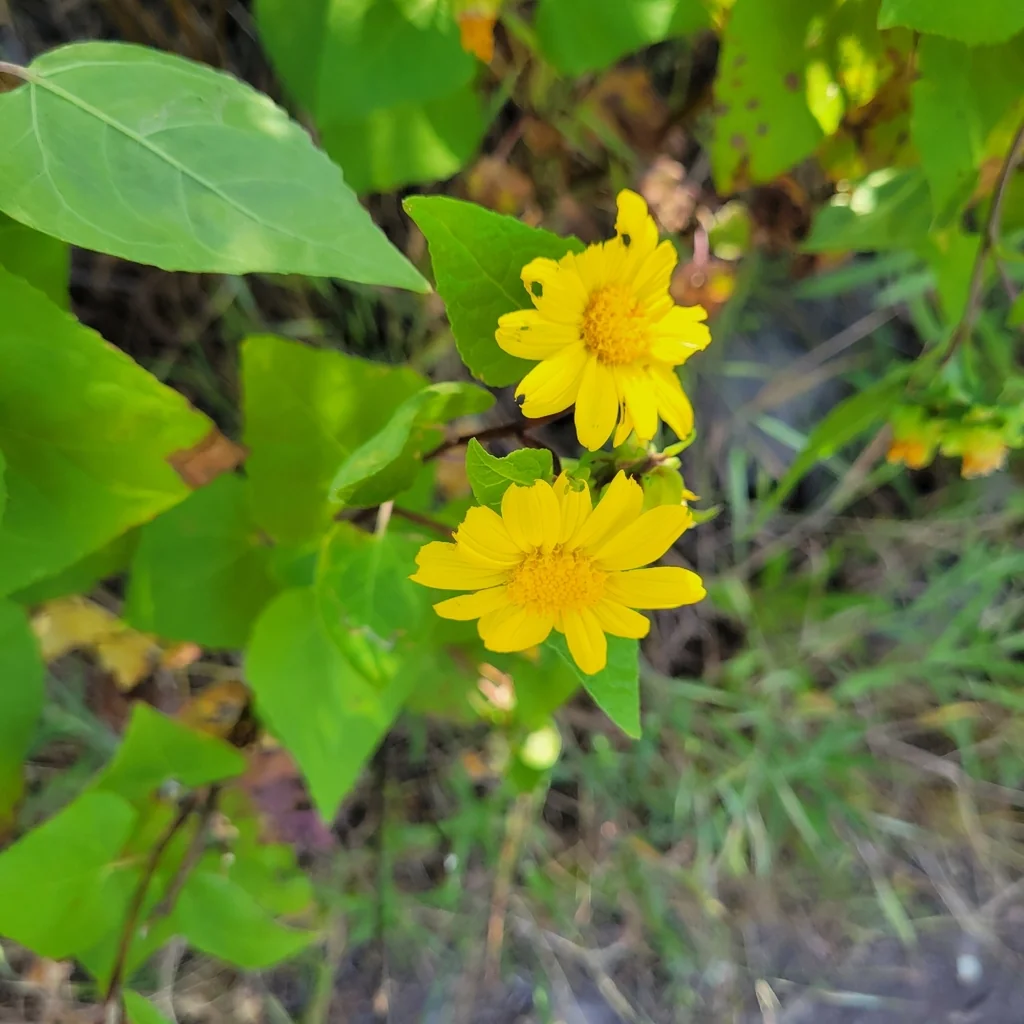 Venegasia Carpesioides
