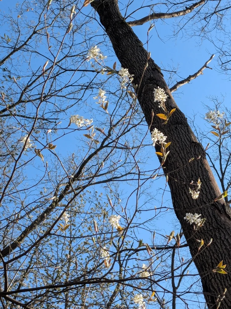 Amelanchier Arborea