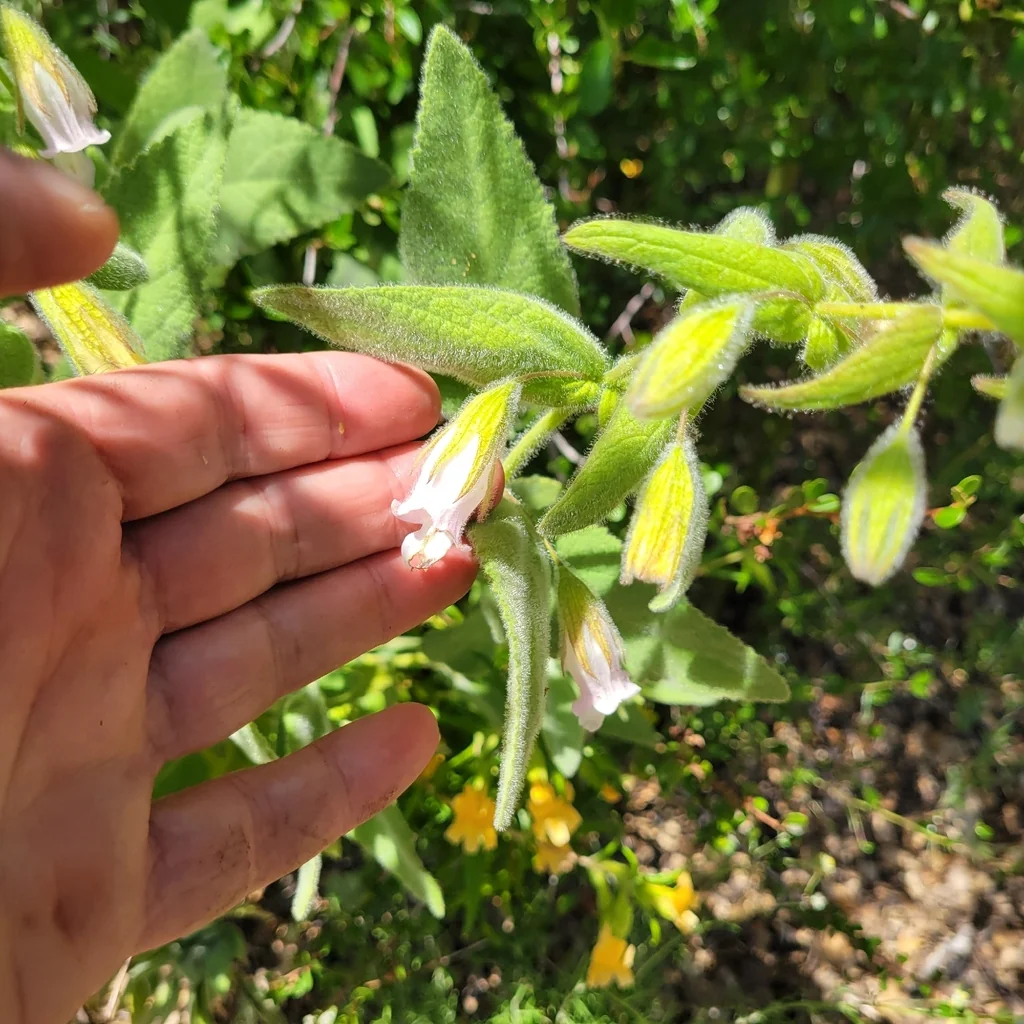 Lepechinia Fragrans