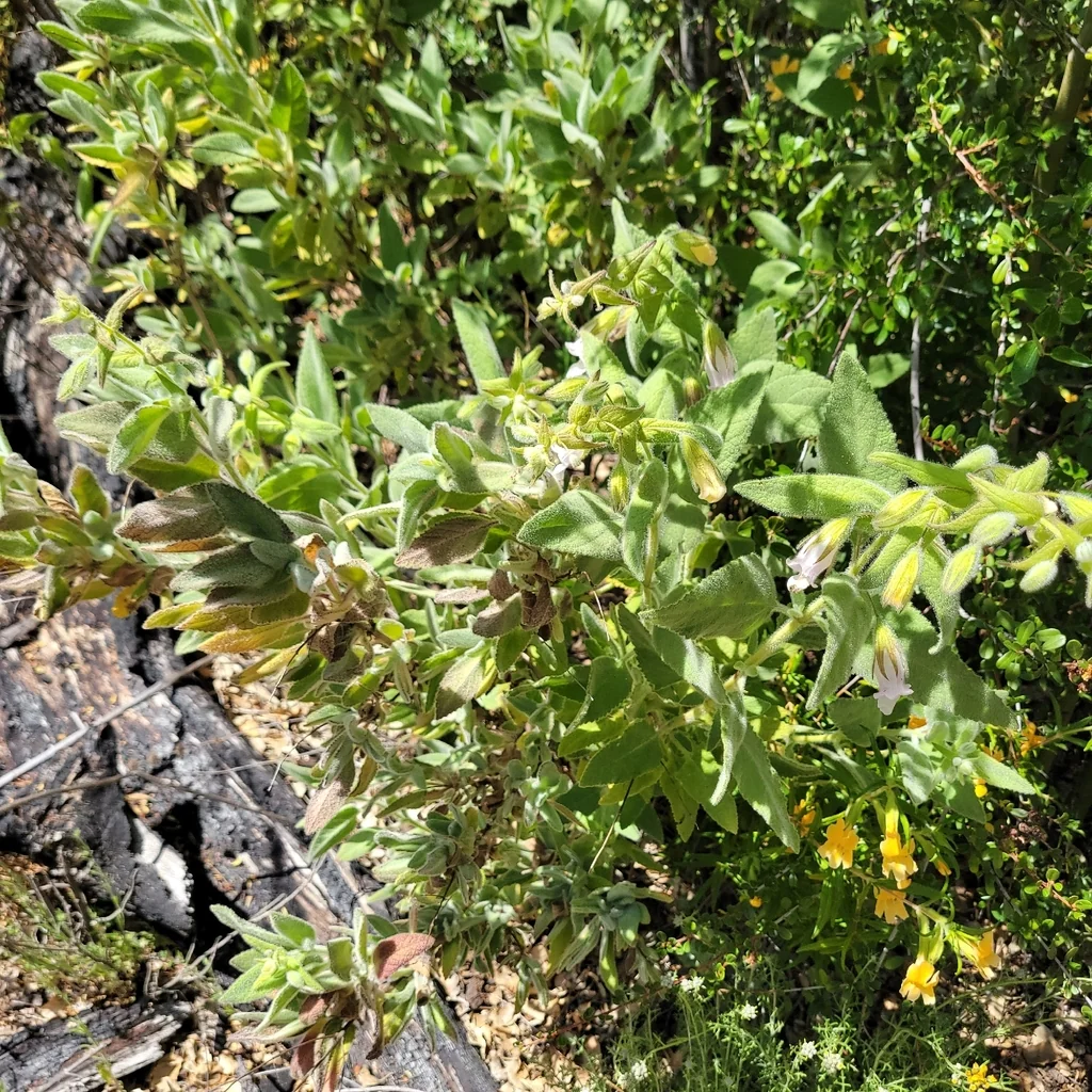 Lepechinia Fragrans
