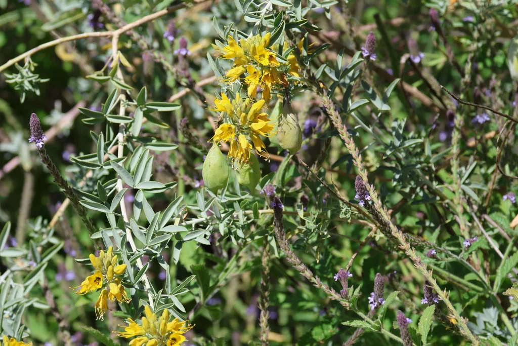 Isomeris Arborea