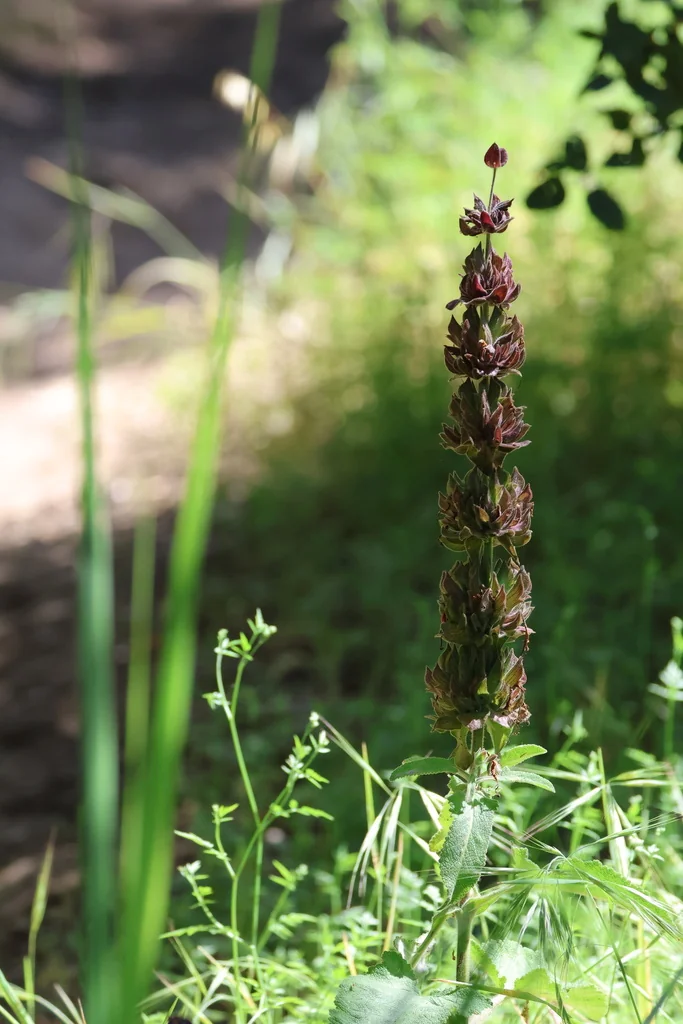 Salvia Spathacea