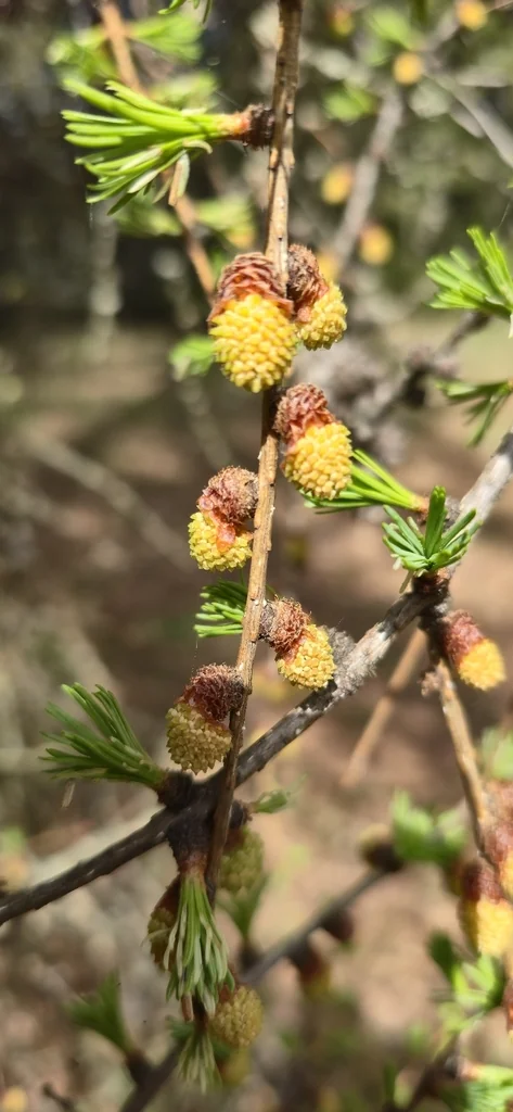 Larix Occidentalis