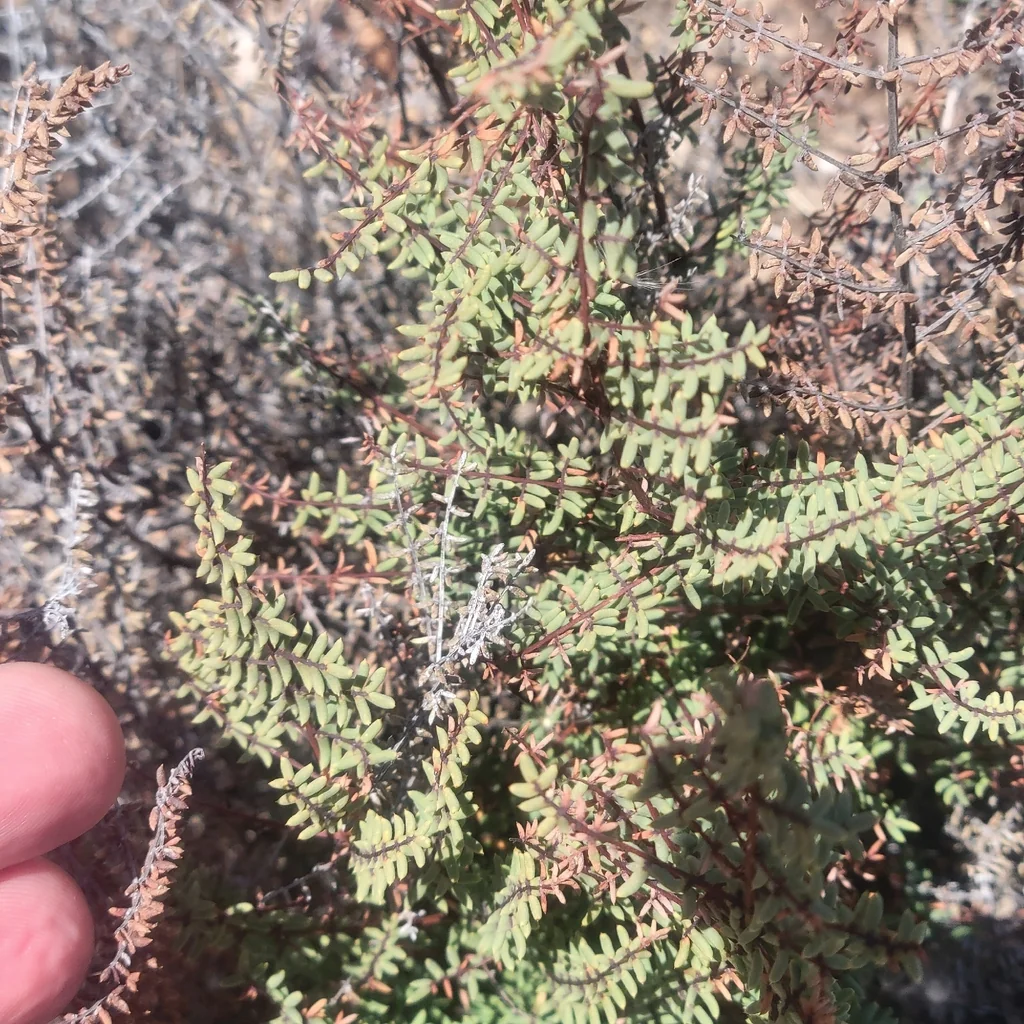 Pellaea Mucronata