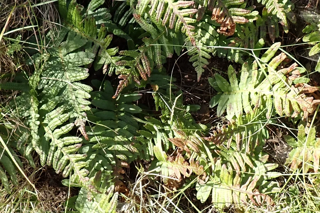 Polypodium Californicum