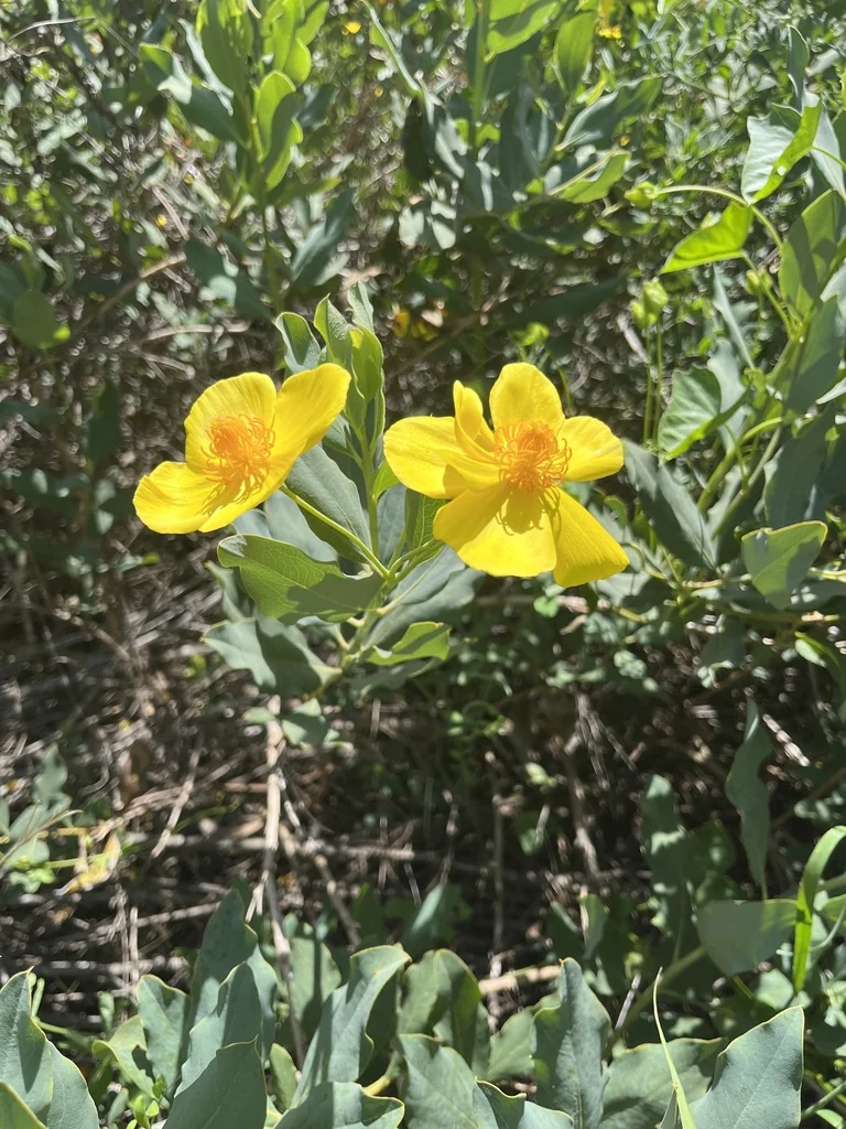 Dendromecon Harfordii