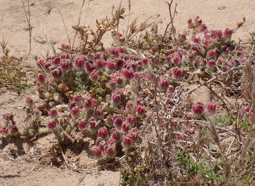 Mesembryanthemum Crystallinum