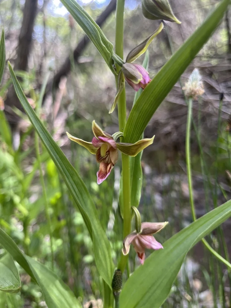 Epipactis Gigantea