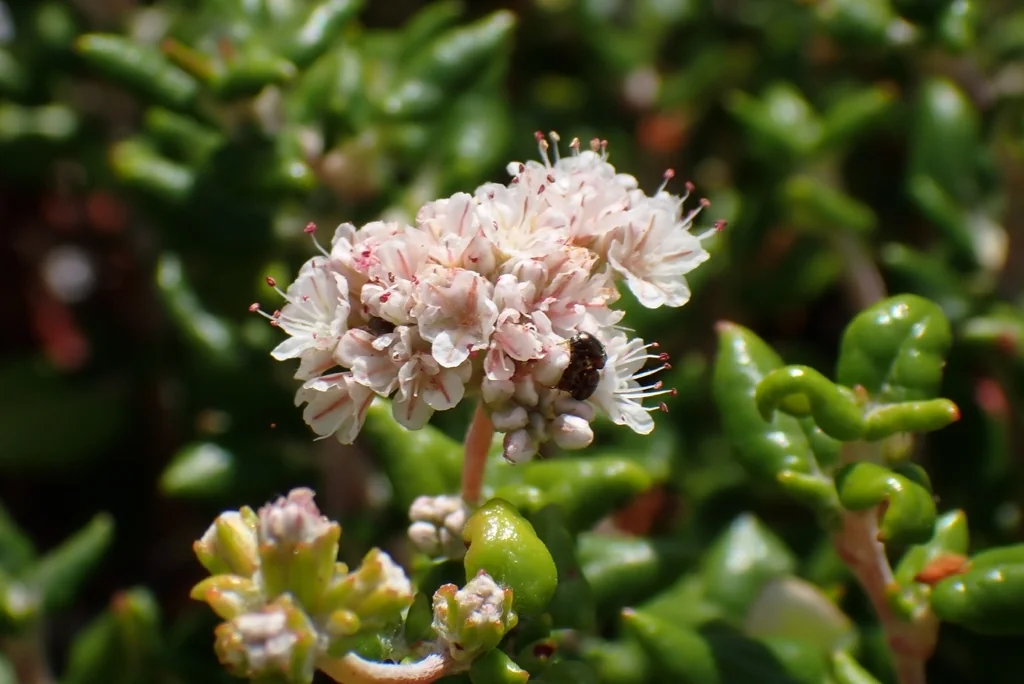 Eriogonum parvifolium