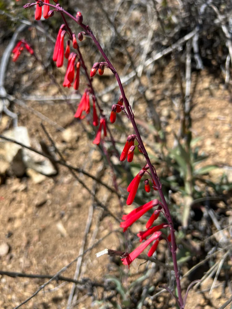 Penstemon Centranthifolius