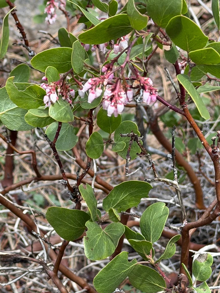 Arctostaphylos Patula