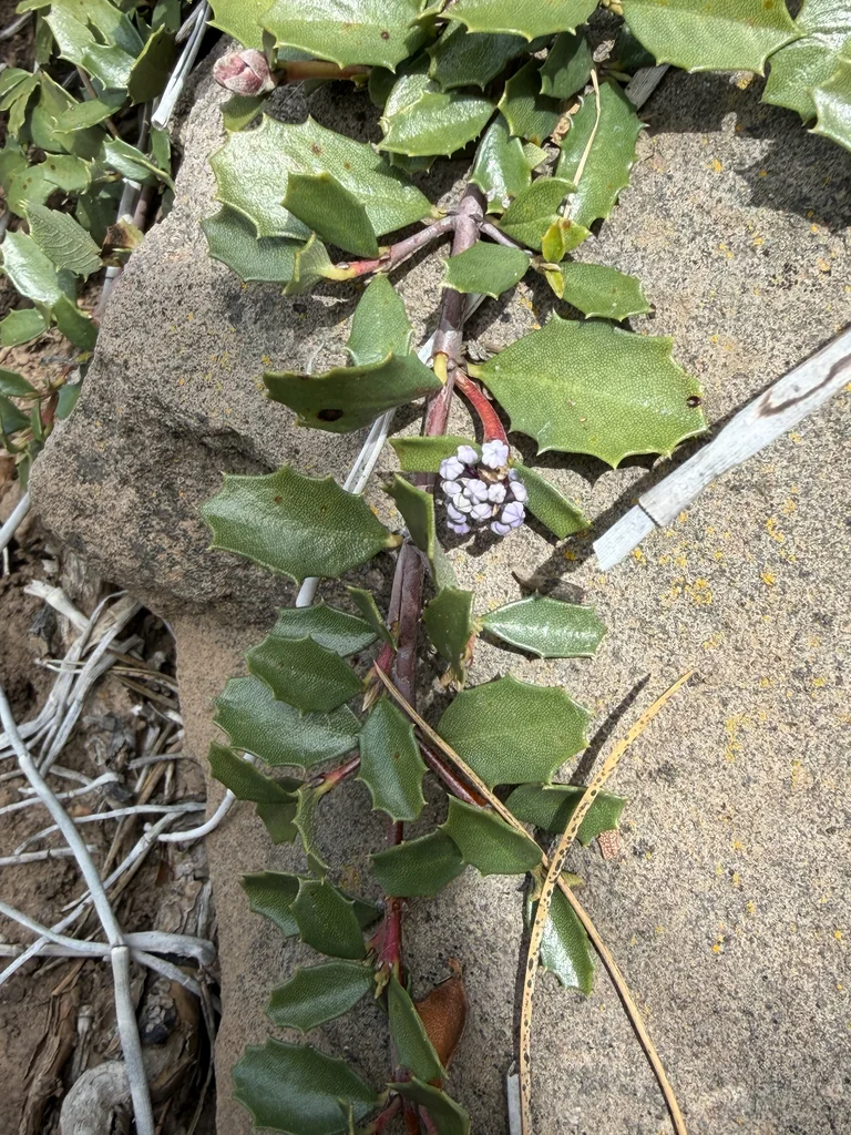 Ceanothus Prostratus
