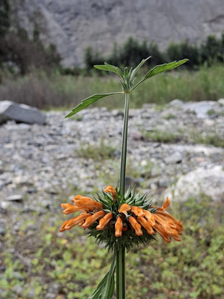 Leonotis Nepetifolia