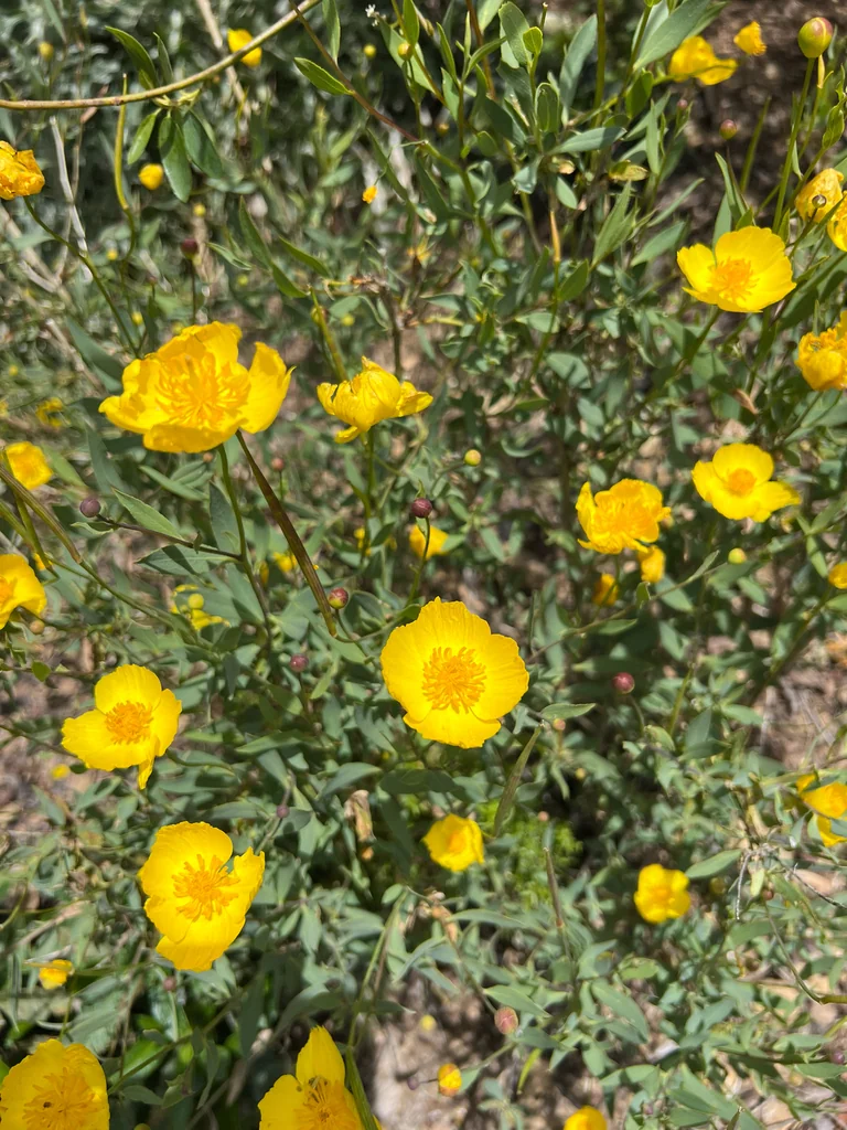 Dendromecon Rigida