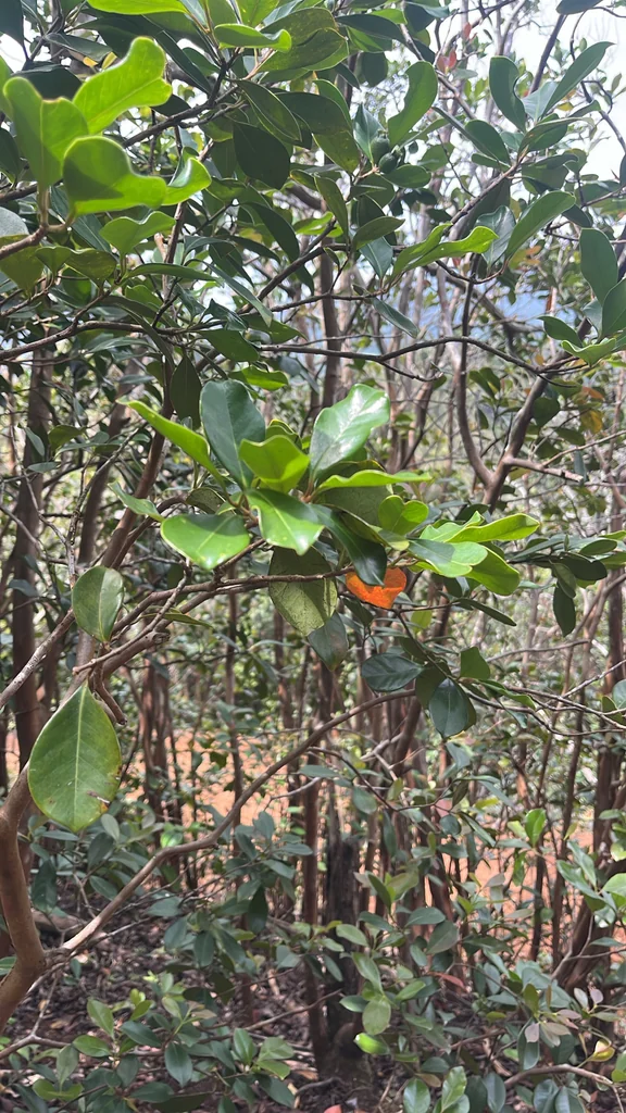 Psidium Cattleianum