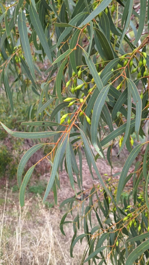 Eucalyptus Leucoxylon