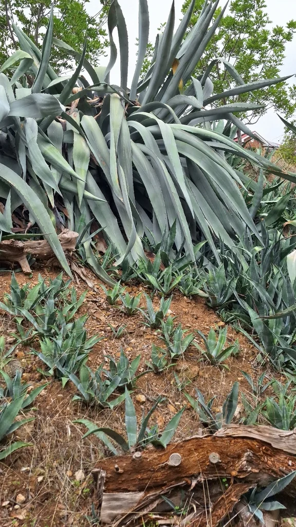 Agave Americana V. Marginata