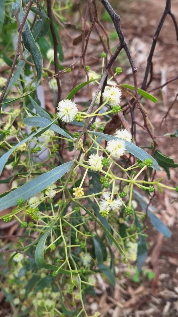 Acacia Salicina