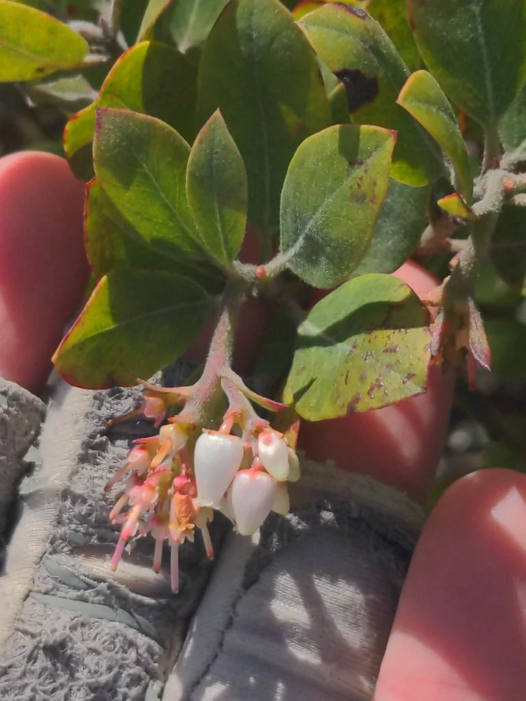 Arctostaphylos Columbiana
