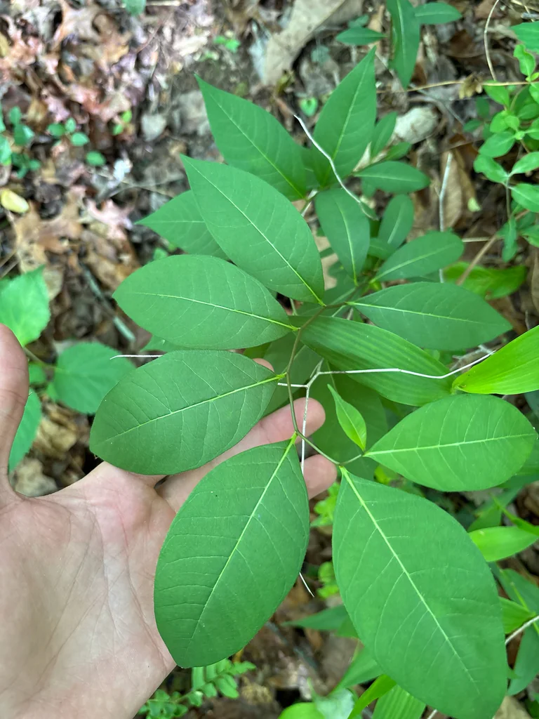 Amsonia tabernaemontana