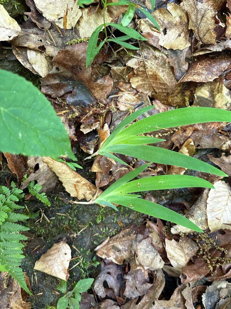 Iris Cristata