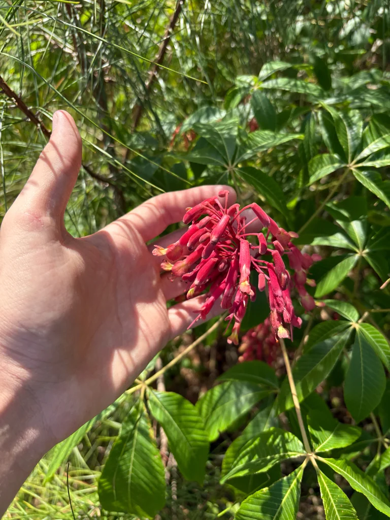 Aesculus Pavia