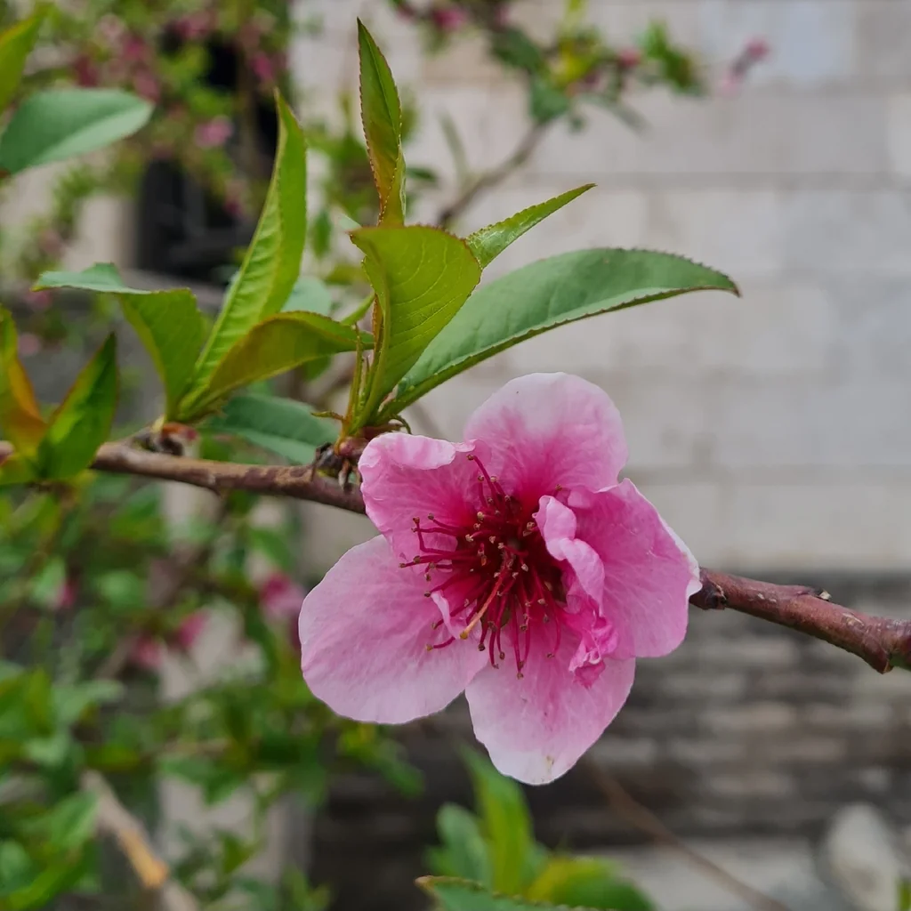 Prunus Persica