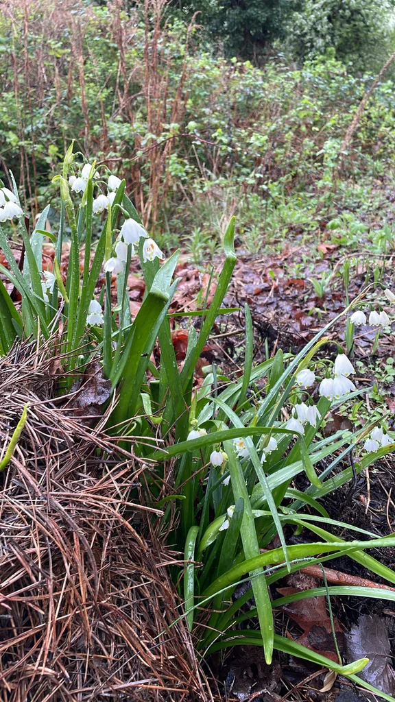 Leucojum Aestivum