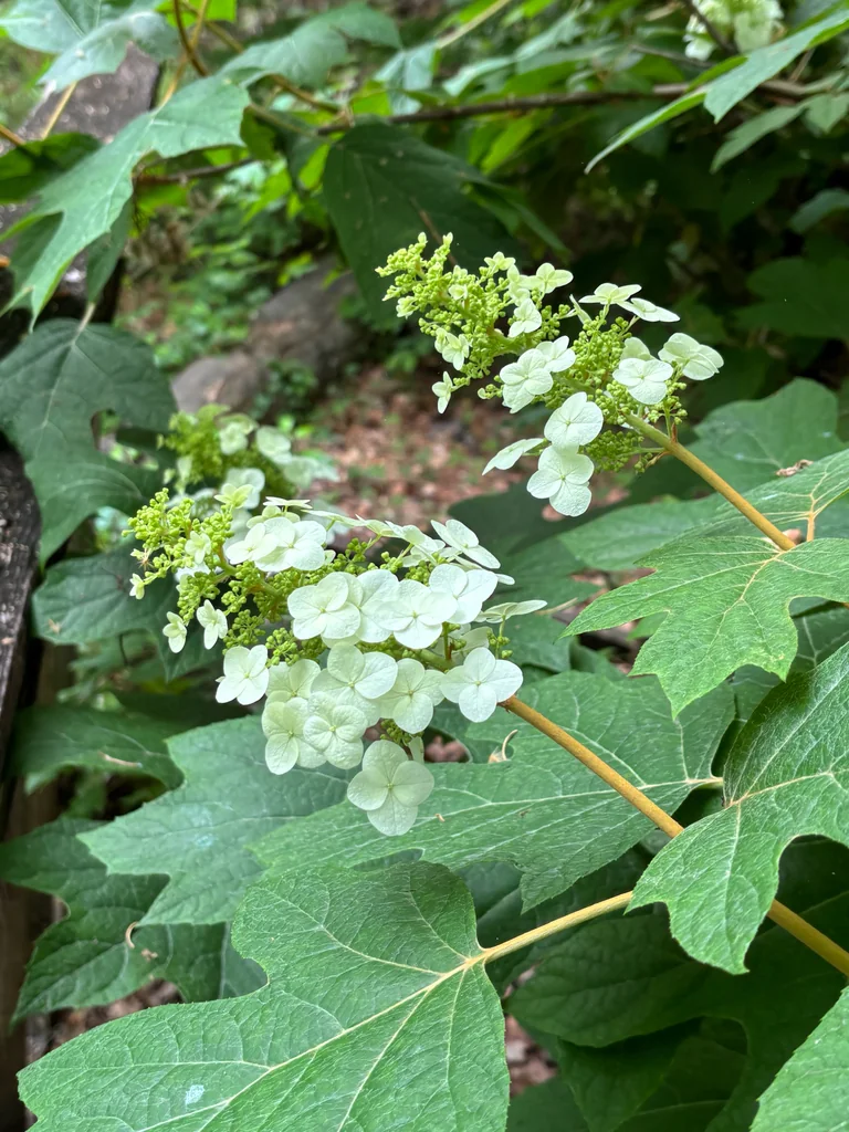 Hydrangea quercifolia