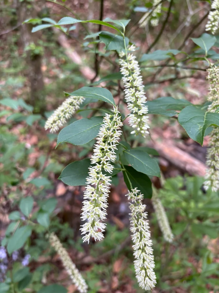 Itea virginica