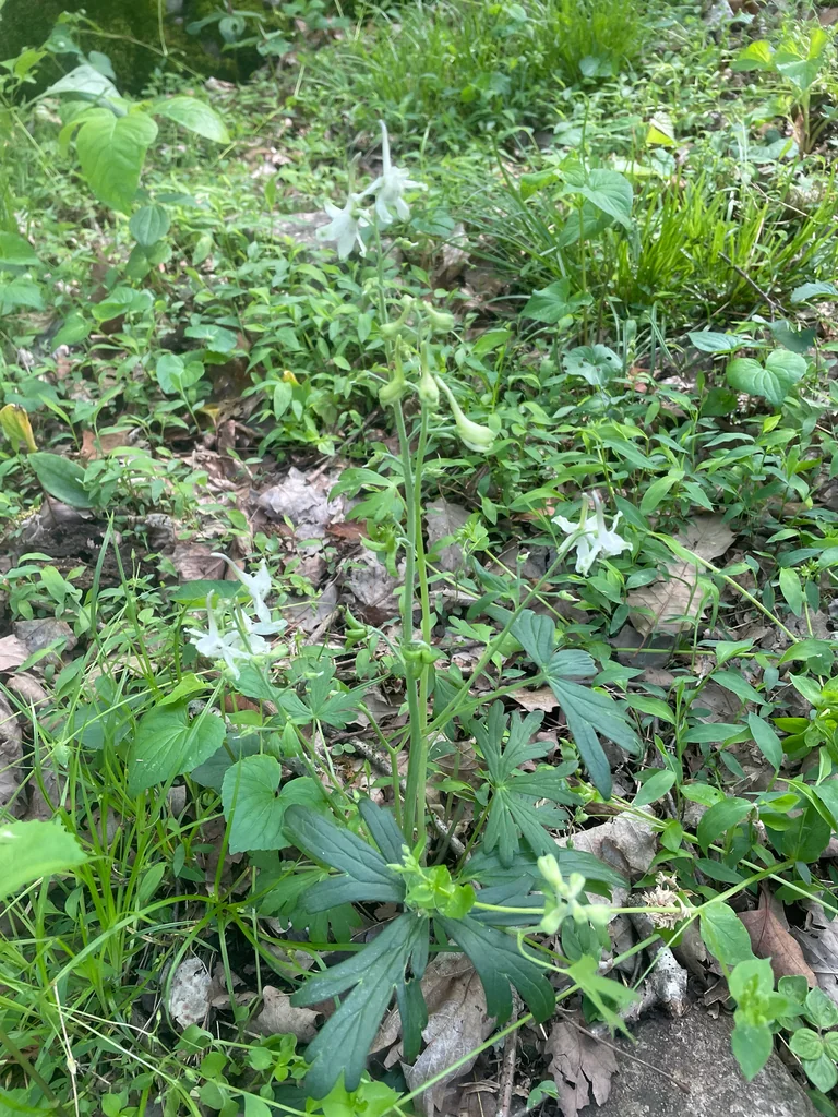 Delphinium Tricorne