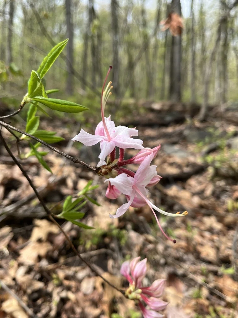 Rhododendron Periclymenoides