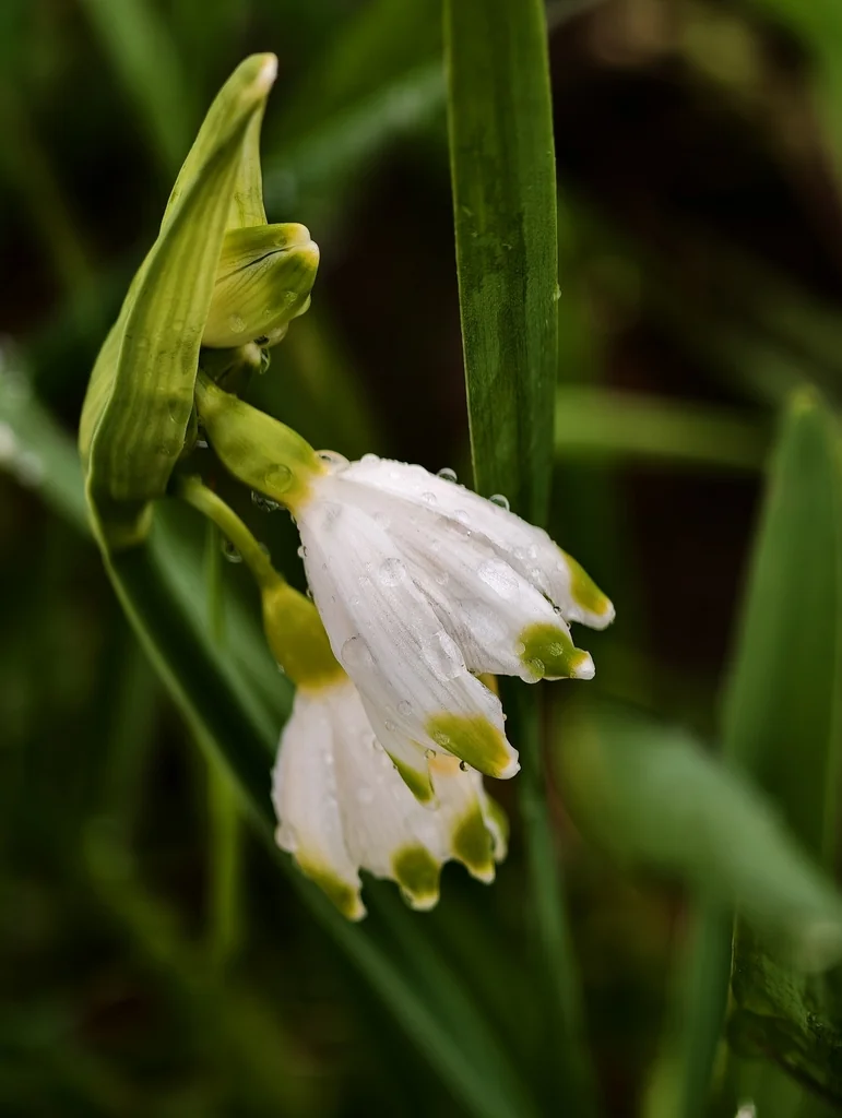 Leucojum Aestivum