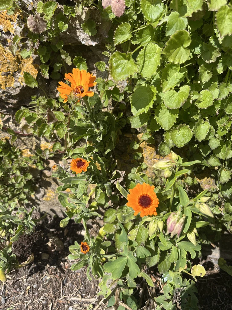 Calendula Officinalis