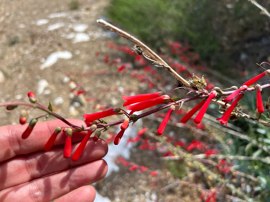 Penstemon Centranthifolius