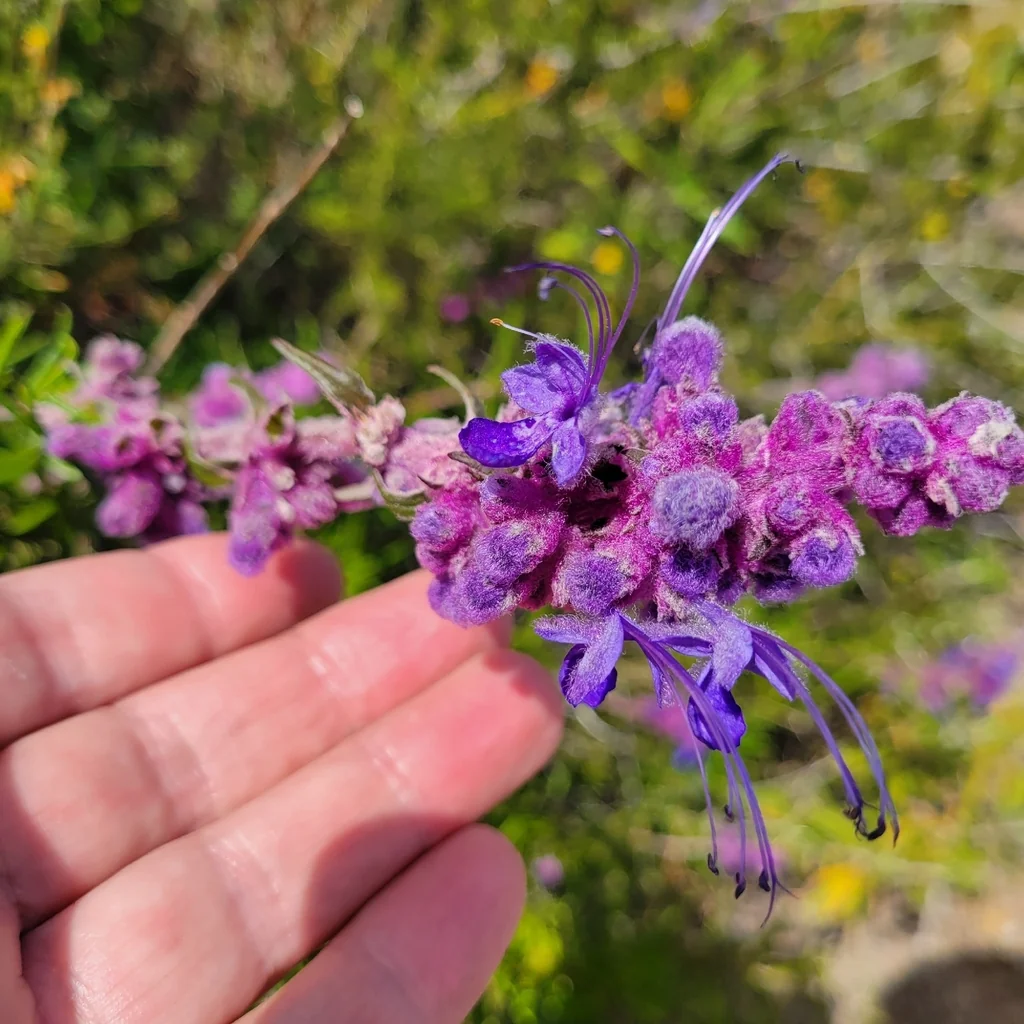 Trichostema Lanatum