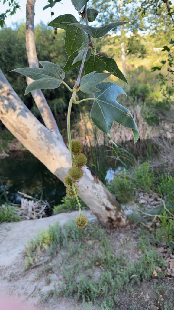 Platanus Racemosa