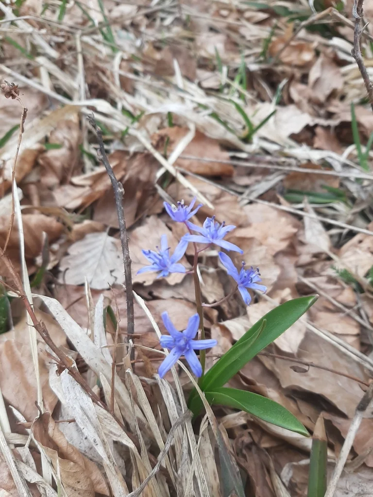 Scilla Bifolia