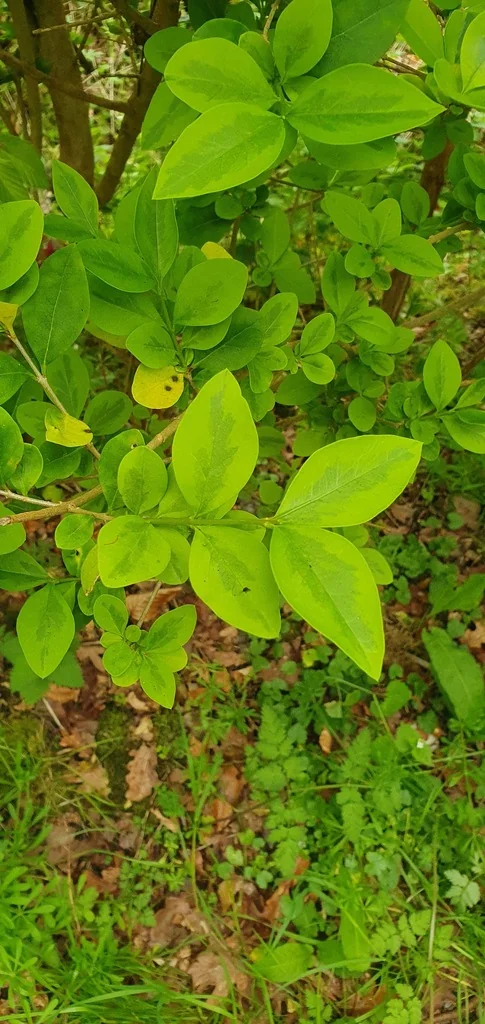 Ligustrum Ovalifolium