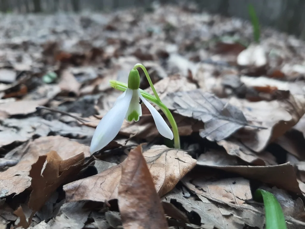 Galanthus Nivalis