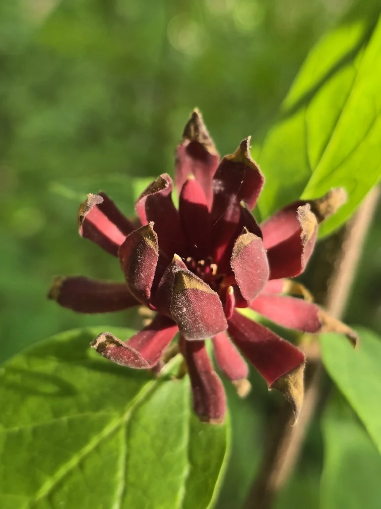 Calycanthus Floridus