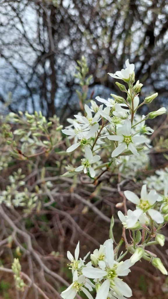 Amelanchier Arborea