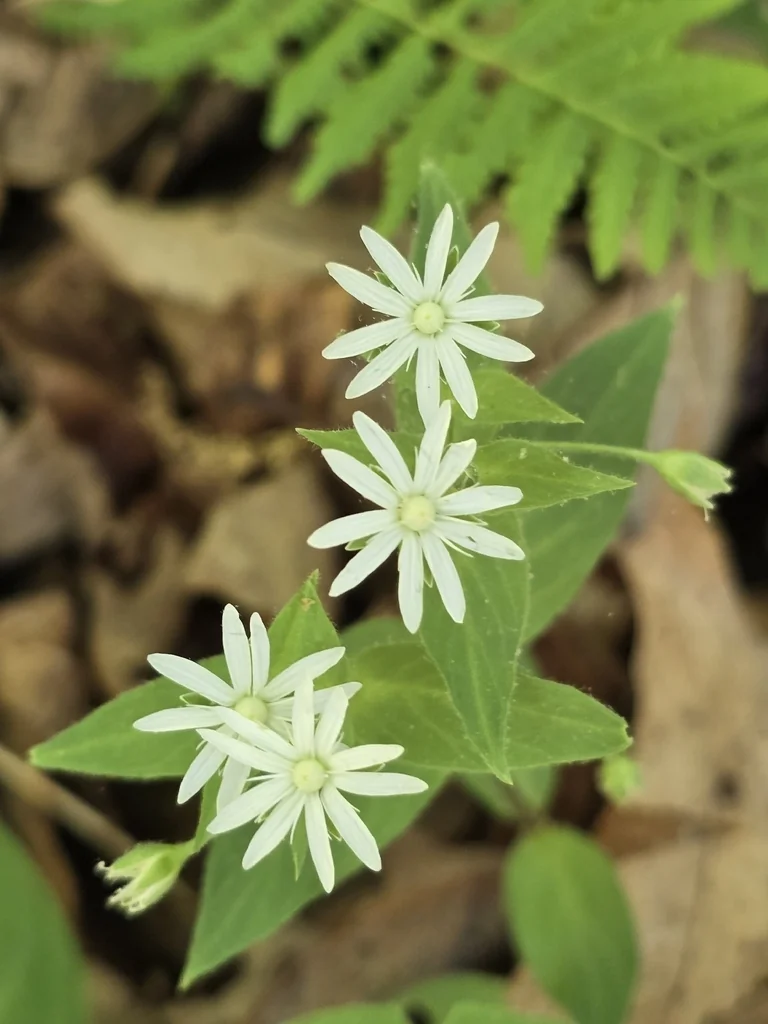 Stellaria Pubera