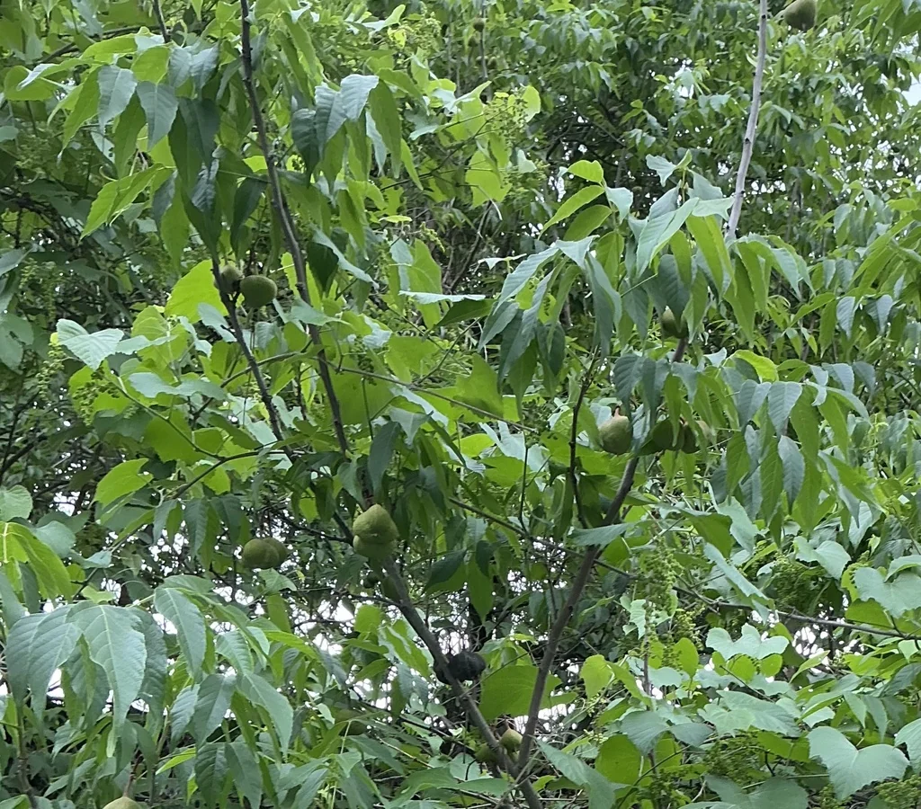 Ungnadia Speciosa