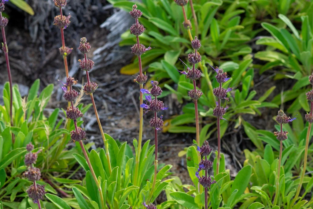 Salvia Sonomensis
